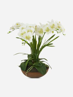 potted 4 stem butterfly orchid antique pot 60x66cm