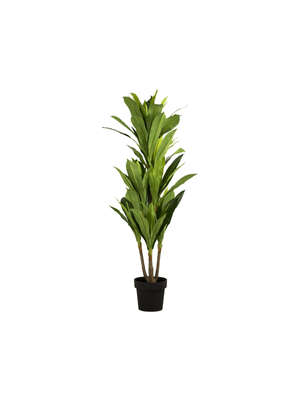 dracanea in plastic pot 130cm