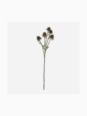 stem cursium brown 72cm