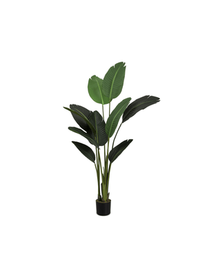 potted strelitzia in black plastic pot 155cm