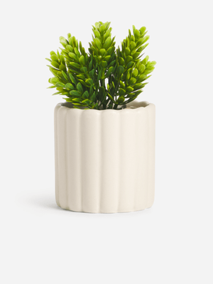 Jet Home Cream RIb Succulent