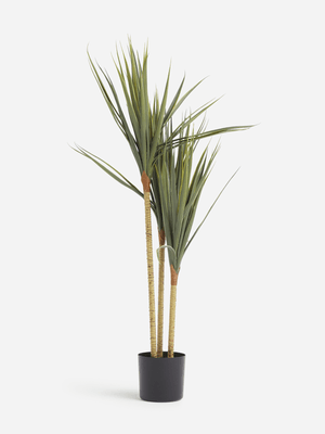 Jet Home Agave Tree