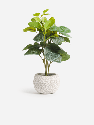 Jet Home Ceramic Zanzibar Plant