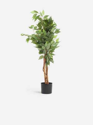 Jet Home Short Ficus Tree