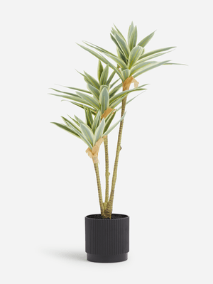 Jet Home Short Agave Plant
