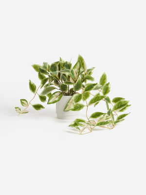 Jet Home Short Philo Plant in Melanine Rib Pot