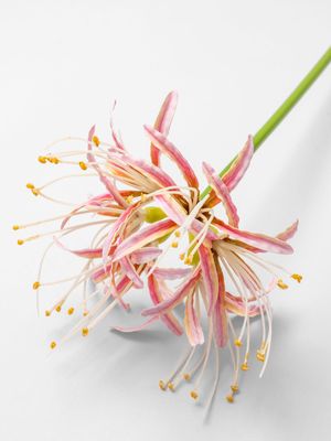 Real Touch Cluster Amarylis Pink 49cm