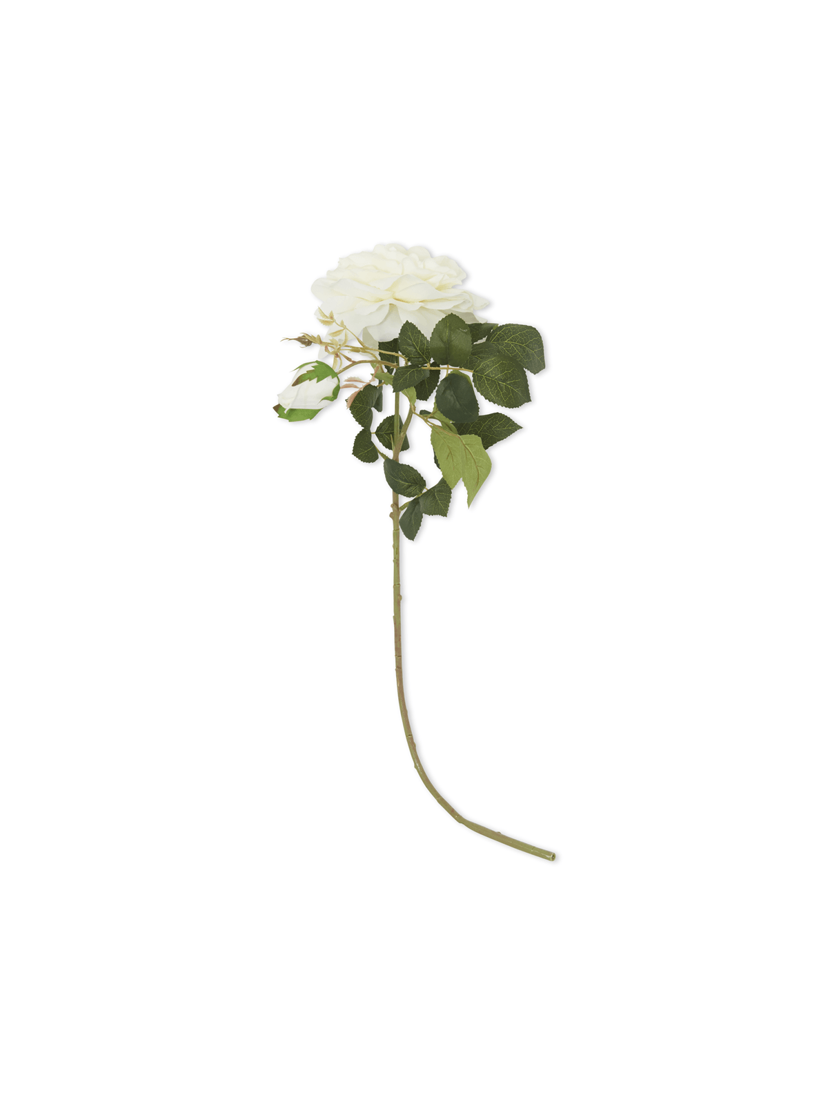 antique rose with 2 stems white 78cm | Bash