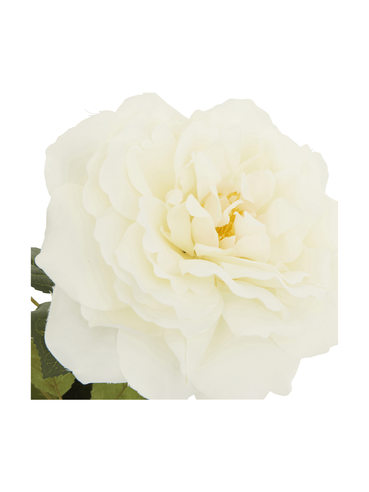 antique rose with 2 stems white 78cm | Bash